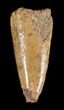Bargain, Timurlengia (Tyrannosaur) Tooth - Uzbekistan #48031-1